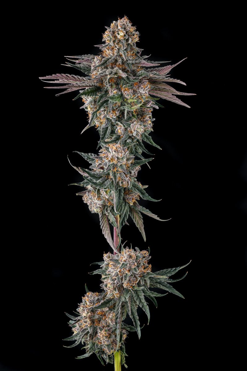 Compound Genetics tweet media