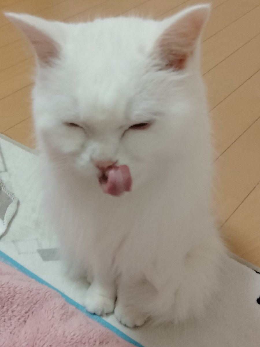 TM🐱🐢 tweet media