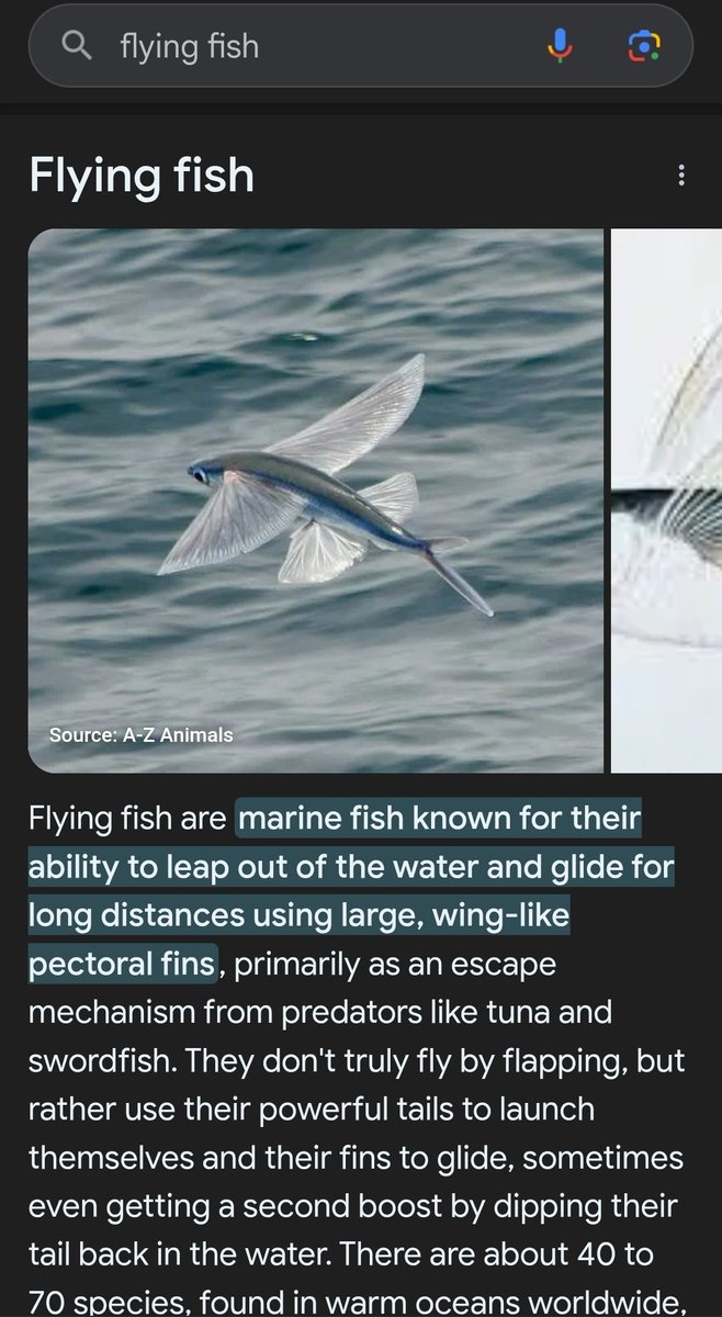malamarcus's tweet photo. @CentroLeaks Seems a lot of people do not know that flying fish are a real thing. Makes a lot of sense for this type of region. https://t.co/4fukzobvoI