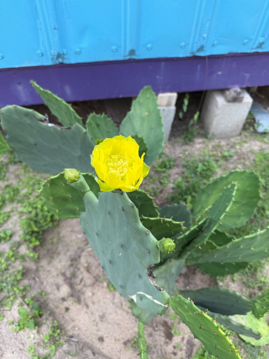 DJGaleana7's tweet photo. Students @IandGCenter spent some time maintaining the study area, and watering our #WildFlower garden which should begin to bloom next week! It is amazing how beautiful the #cactus flowers look! @gutiexfer @McAllenISD @CityofMcAllen #Owlitude #Springtime https://t.co/CJA6MhKXJw