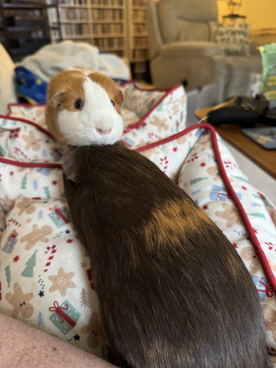 Stephen Pellow tweet media