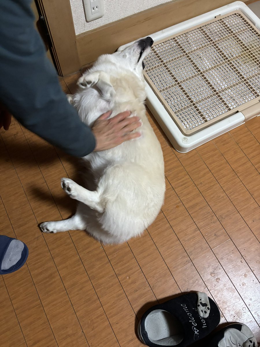 いちみ tweet media