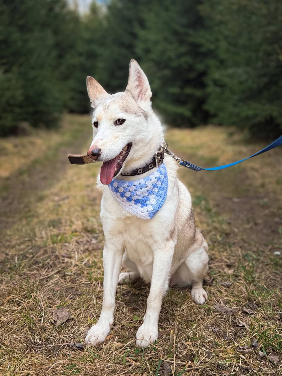 DzabKepa's tweet photo. Hei, mīļie! Tā esmu es Grēta - nesen redzējāt manu fotosesiju - mani tik krāšņi sapucēja mana mīļā Elizabete Pūcīte 🥰💜
Kā Jums patīk? Ir skaisti? Kas tad mums te tik smuka, vai ne?! ☺️☺️☺️
Ak, mīļie! Es uzreiz sajutos tik meitenīgi! Vau!
#ķepuķepā https://t.co/3LNVEilIBX