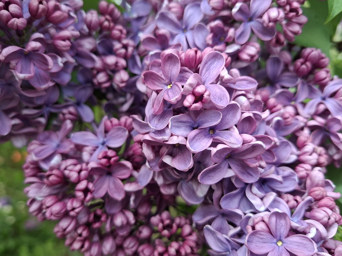 this might be the best picture ive ever taken