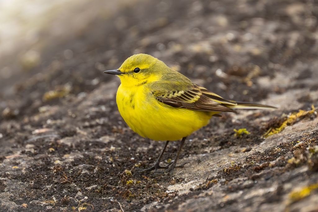 Steve Liptrot Photography tweet media