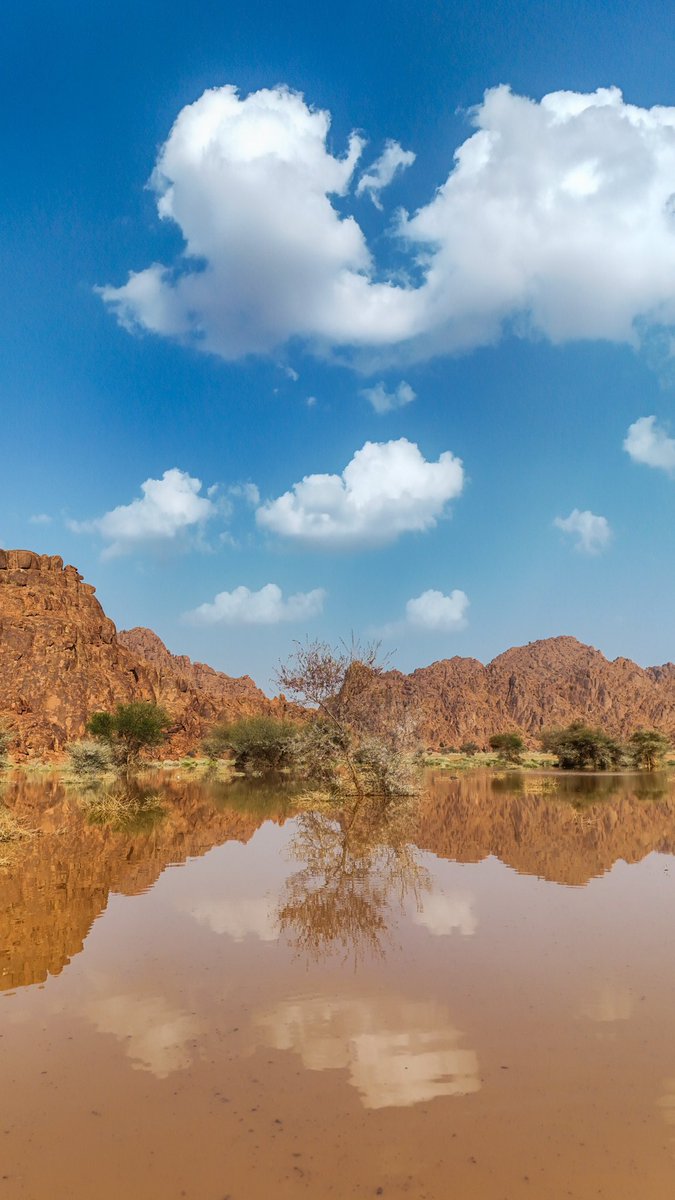 عبدالله محمد المنيع tweet media