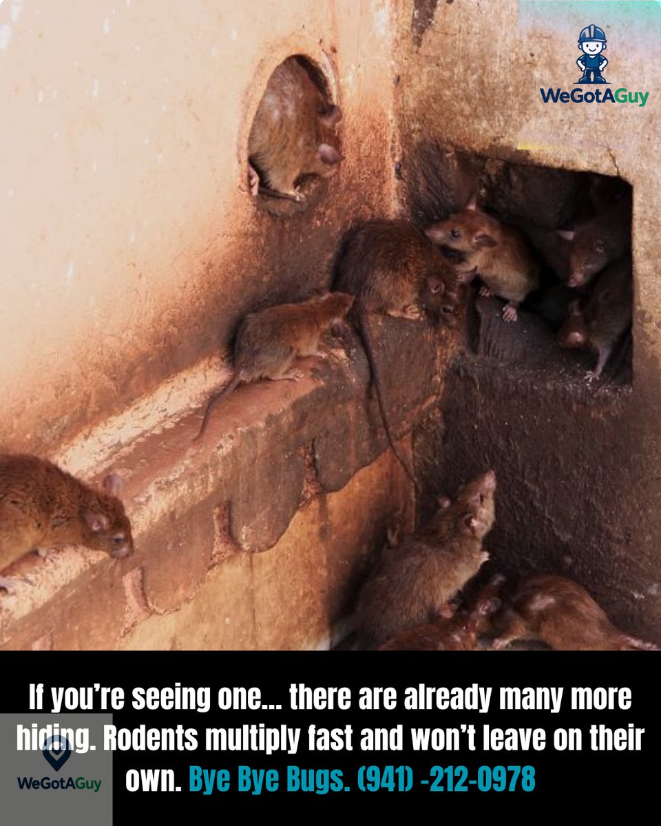 Wegotaguy2's tweet photo. If you’re seeing one… there are already many more hiding. Rodents multiply fast and won’t leave on their own.
#RodentControl #PestProblem #FloridaHomes #FYP #ForYouPage https://t.co/pzba1Ue1vw