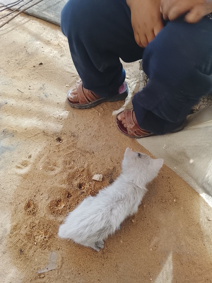 Shahd hamada tweet media