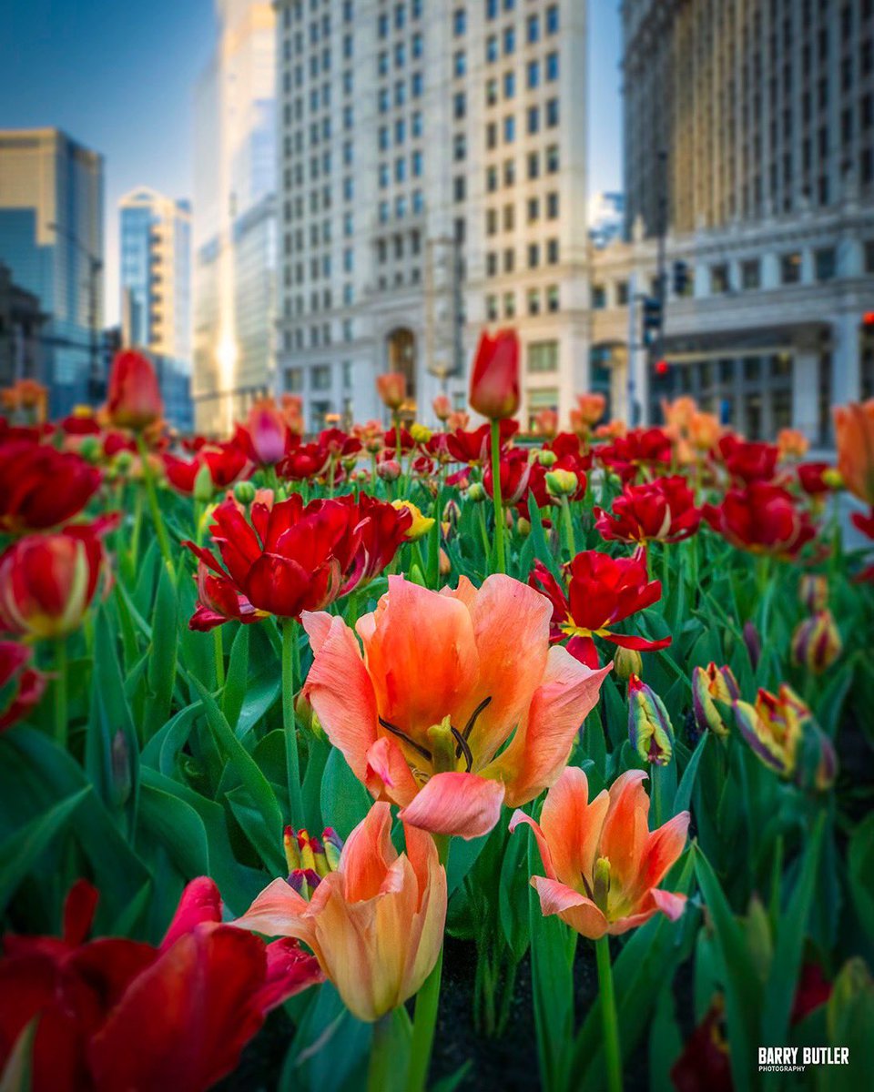 barrybutler9's tweet image. Today in the Tulips.  Friday morning on Chicago's Michigan Avenue.  You can support the organization that plants these tulips on the Mag Mile, A Safe Haven Foundation - bit.ly/4cdBWoG #chicago #weather