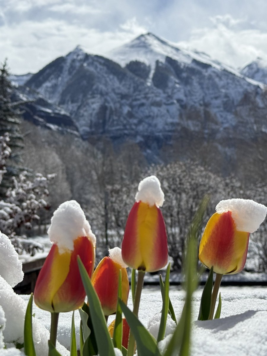 Spring in the mountains 🌷❄️