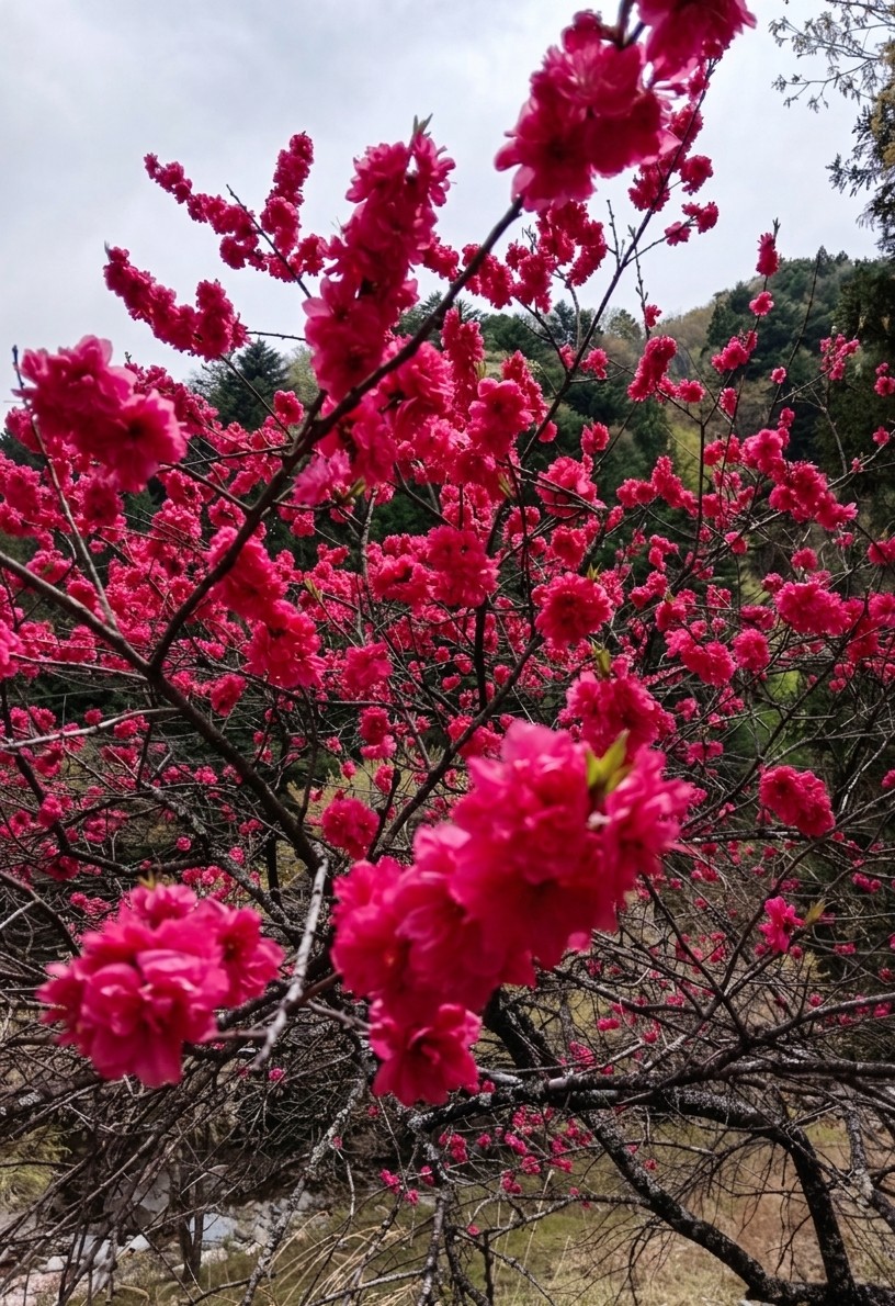 桃 リポストからのリポストは禁止します。 tweet media