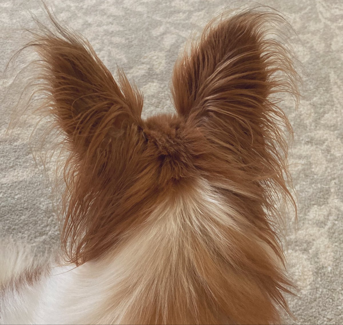 アマリリス tweet media