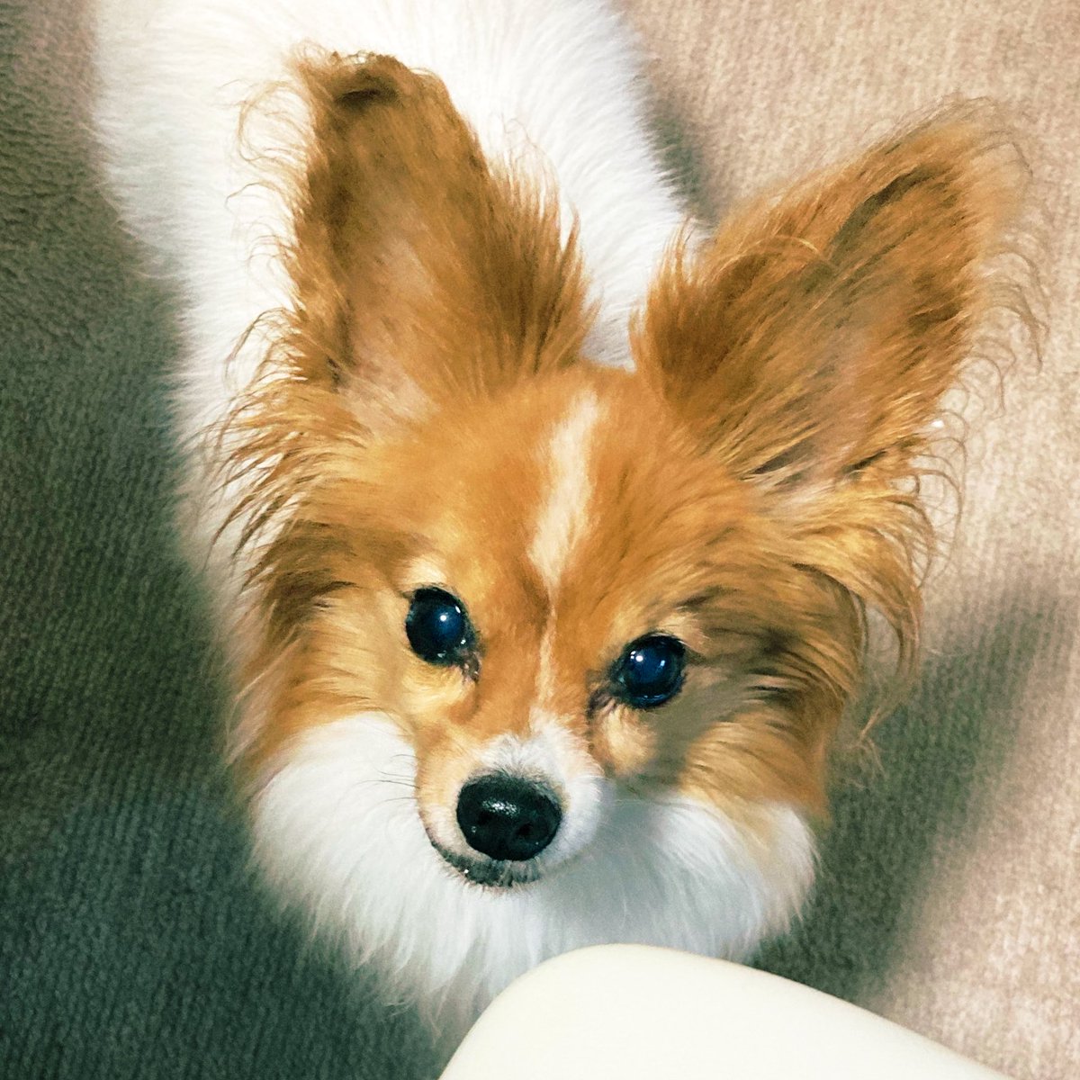 アマリリス tweet media