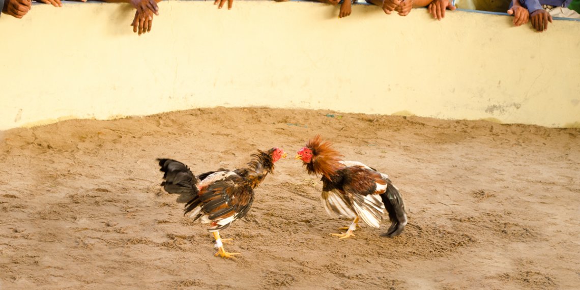 LupisCrisanto's tweet image. #Cancelan #peleas de #gallos en Santa Inés Ahuatempan; intervención evita el evento
@IBAGobPue primeraplananoticias.com/cancelan-pelea…