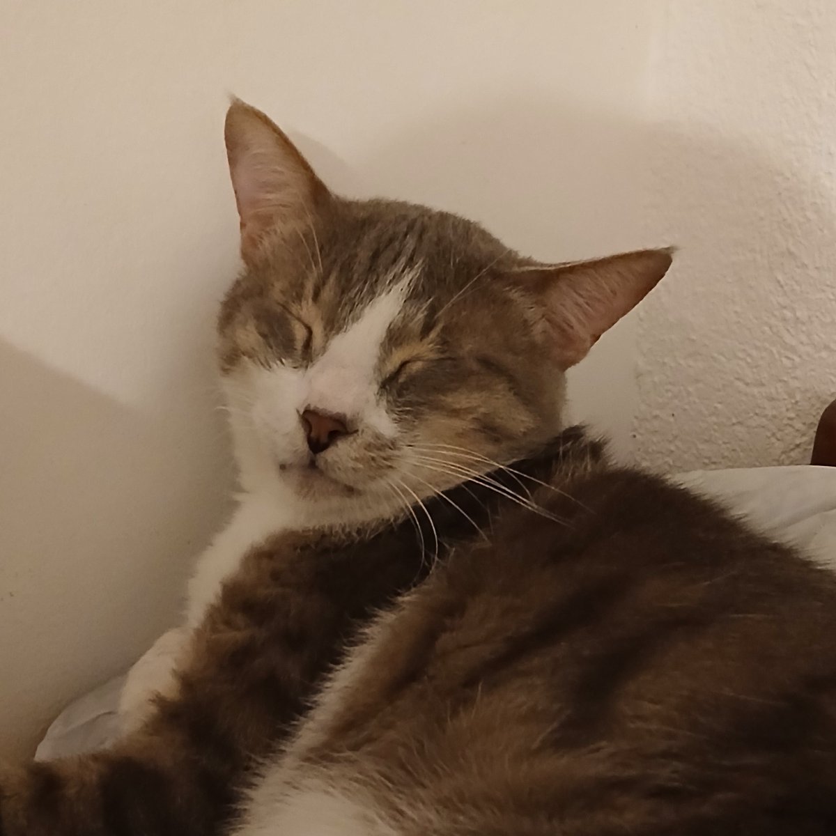 Eden 💙 +4 🐈 tweet media