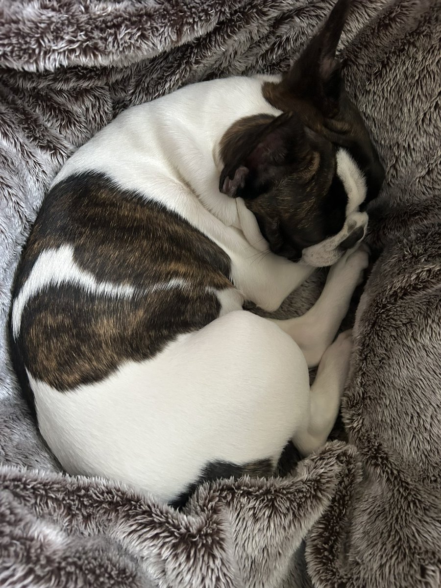 イモガニ（´-`）根腐れの王🍁 tweet media