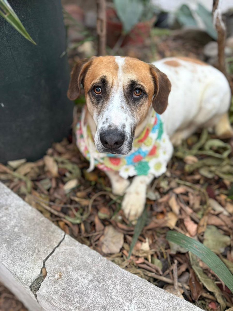 Alina_Gag's tweet image. Me llamo Manchas. Y sí es porque estoy lleno de manchas preciosas. Yo vivía en la calle con mis hermano y mi amiga. Pero era una zona fea y amenazaron con matarnos. Alguien se compadeció y nos salvó la vida.

Llegamos con ella y yo me sentía tan feliz!!! Nunca antes me había