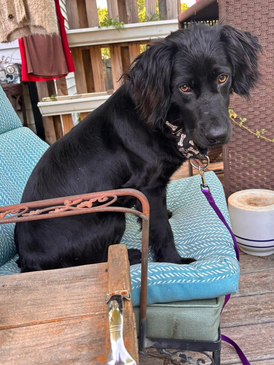 Sully, 2yo spaniel mix, 30lbs

What a dreamy little boy! He’s so loving but not to the point of being needy. He’s just as cute as can be, so sensitive &amp; wanting to please. He is a fabulous listener &amp; picks up new commands quickly. 

Apply luckypuprescuesc.com