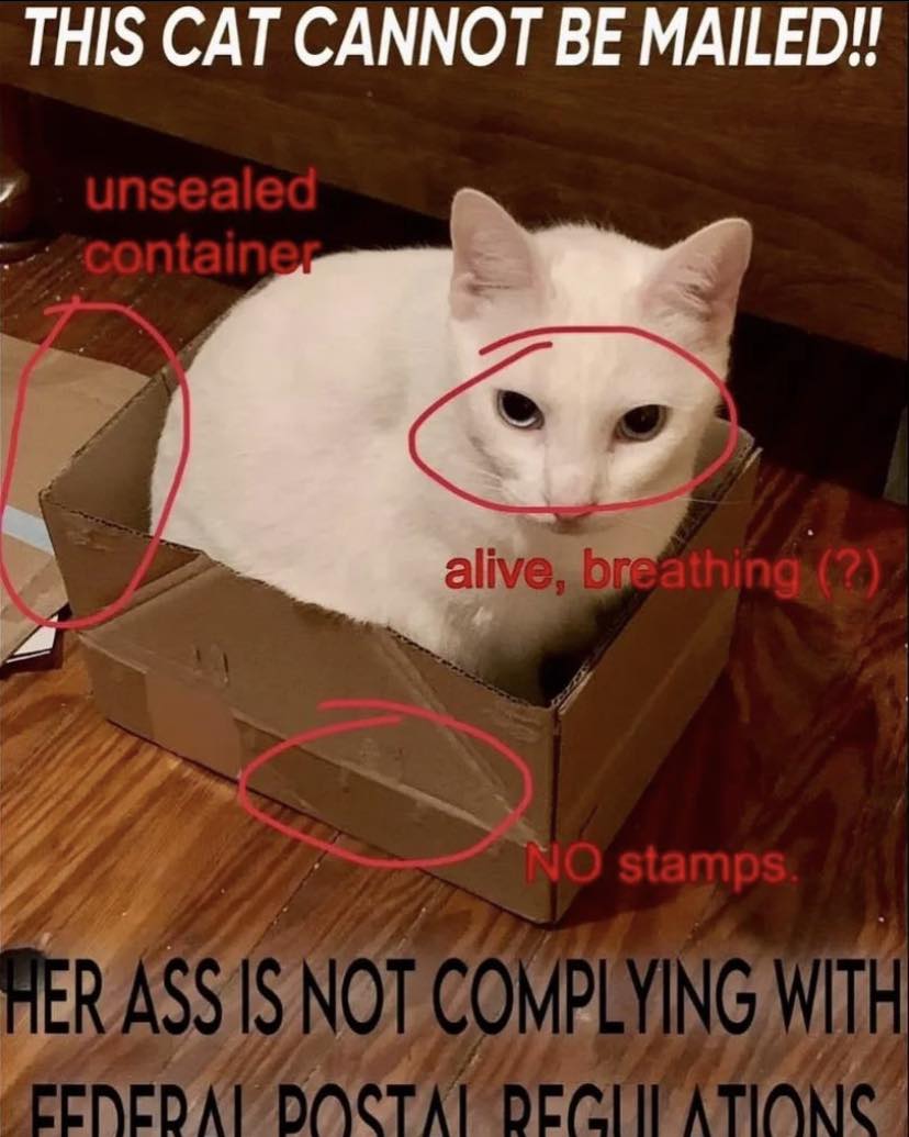 Punch Cat tweet media