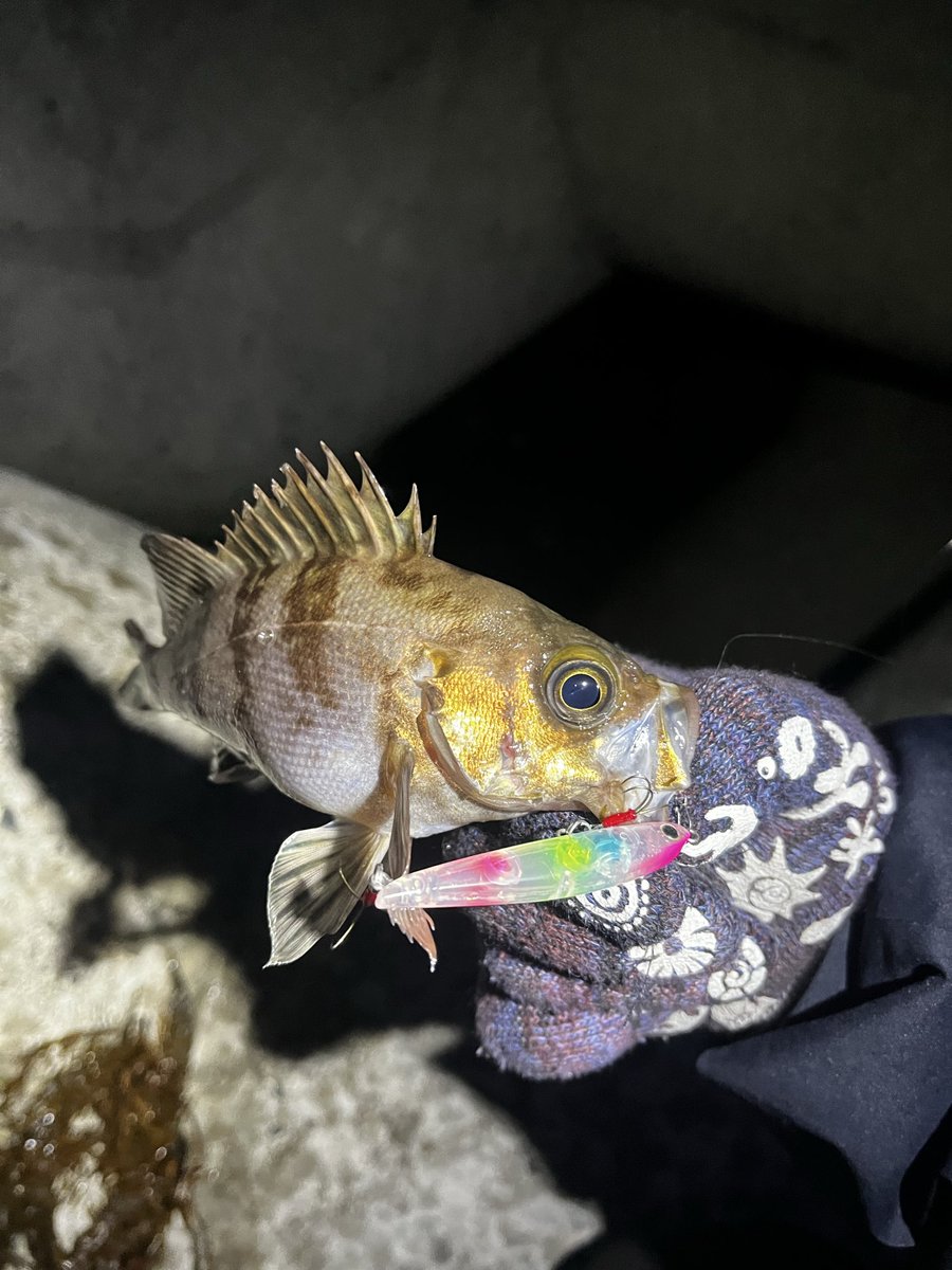ba7boat29's tweet photo. 小さくてもガツンと来るバイトはたまらない。
昨日のタフコンディションから一転、楽しい釣行になりました。
しかし数は出るもののサイズが伸びない展開…
一旦引き上げ今晩再度出撃!
#メバルプラッギング
#サビオevolution
#spm55 https://t.co/fyHa5qCvCq