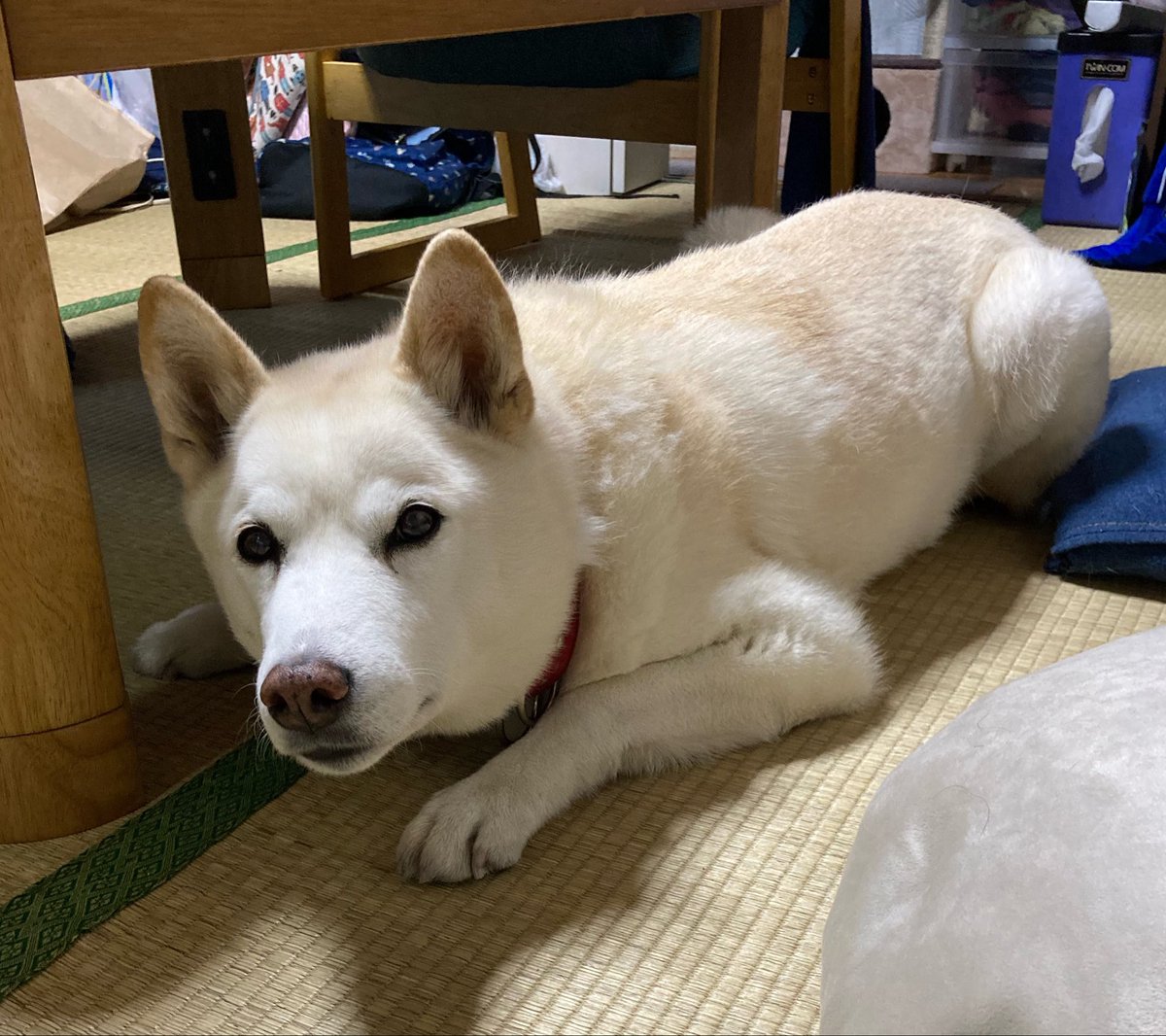 4/18（土） 9℃
少しひんやりする朝。しばらくは晴れて明日からは暑くなるらしい。今朝は雉さん1羽に会えただけ。猫さんもまだ姿見せず。厩舎の窓もまだ開かない。
今日も皆さまになにか良いことがありますように🍀
 #朝散歩 #夜明け #日の出 #ノアお空組🌈