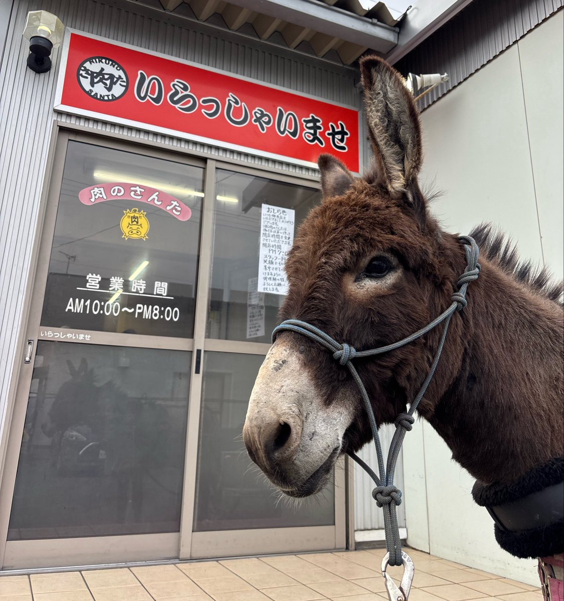 taromar_u's tweet photo. 昨年12月、釜石市で大津波警報が発令された際、避難先で一緒になった紫波町の精肉店「肉のさんた」のご夫妻を訪ねた。私の顔を見るなり「あ〜！！」と声を上げ、すぐに思い出してくださった。「よく分かりましたね」と驚くと、「忘れるわけありませんよ。あの日は、特別でしたから」と。 https://t.co/0vswtHdXKv