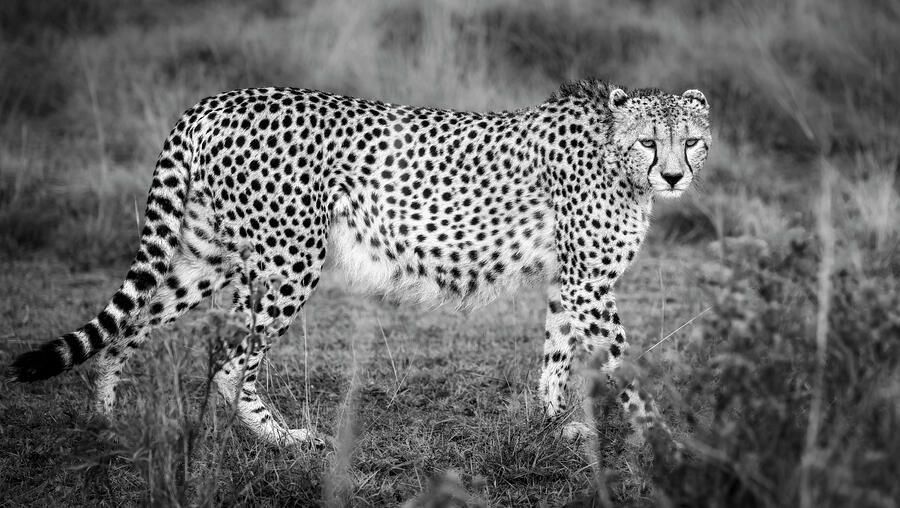 joancarroll's tweet image. Cheetah on the Prowl Kenya BW! buff.ly/4f6pR3t #cheetah #kenya #masaimara #blackandwhite #blackandwhitephotography #wildlife #wildlifephotography #animals #nature #artforsale #wallartforsale #giftideas @joancarroll