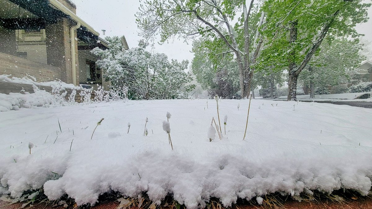 DDingSquared's tweet photo. @mcbourbonnais1 We finally got our first snow of the season, usually October, but will take it before we turn into the desert! https://t.co/8EC2UQzIfn