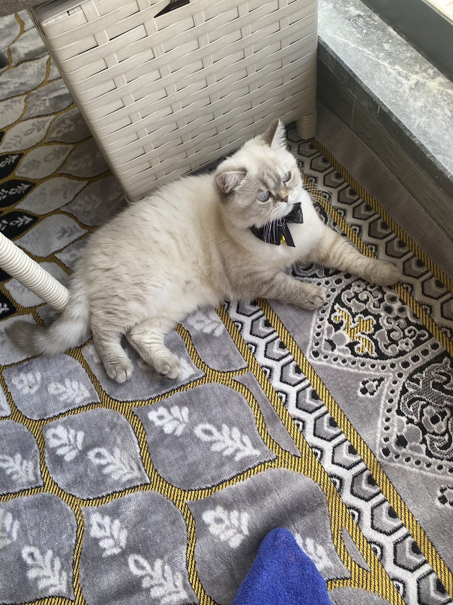 AynurDa19's tweet photo. Yoldaşım sırdaşım evladım 🧿🧿🧿🥰 https://t.co/ZkOo2Cb6Ky