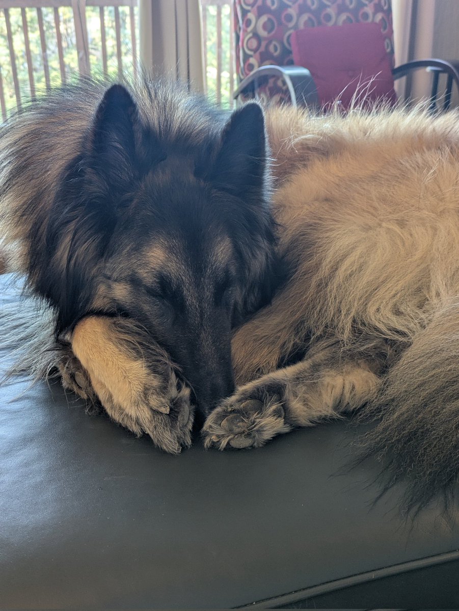 nicolelayer's tweet photo. @kenzianidiot Happy Belated Birthday from Roney Baloney  and all his toe beans https://t.co/TJNPhiygBV
