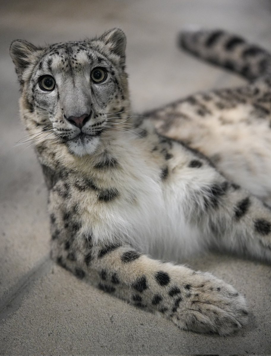 ちょっとまったり☺️
⁡
#いしかわ動物園 #ユキヒョウ  #ヒメル
📷260228