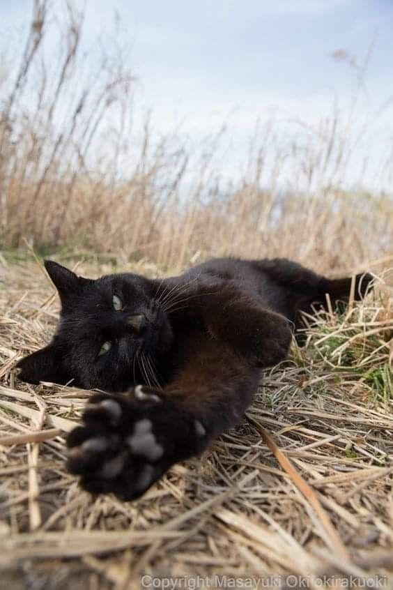 🌻Is-Albaghdadi🌻 tweet media