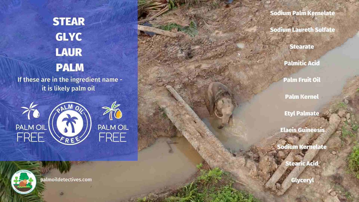 PalmOilDetect's tweet photo. Major #brands making #cleaning products 🧹🧼🫧 #Palmolive #Reckitt #Unilever #PZCussons and others tell lies and destroy rainforests. Don’t buy the #greenwash of “sustainable” #palmoil 🌴🤮💀☠️❌ Instead shop #palmoilfree #Boycott4Wildlife https://t.co/Es1SuHS5iJ https://t.co/sA4pCyr5qM