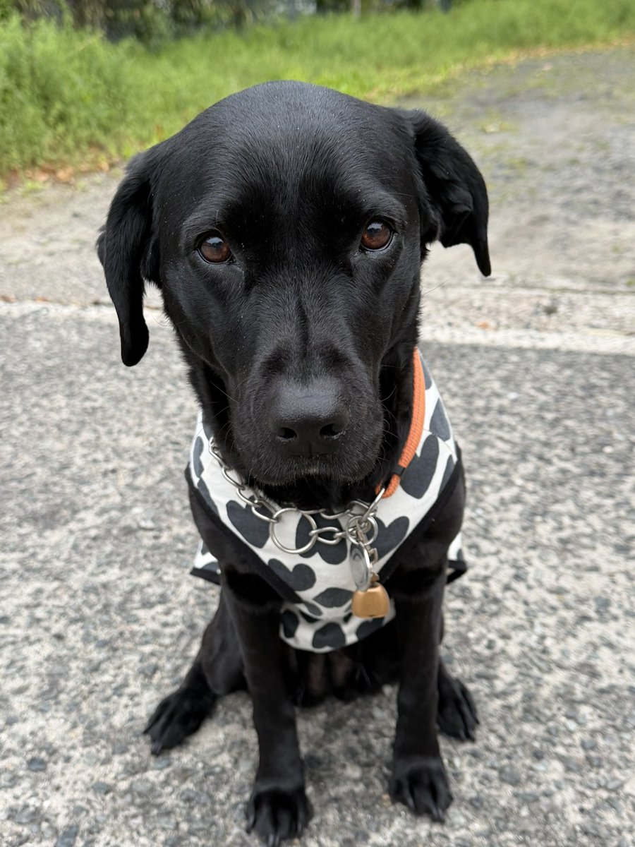 トトロちゃん&盲導犬🦮🐾 tweet media