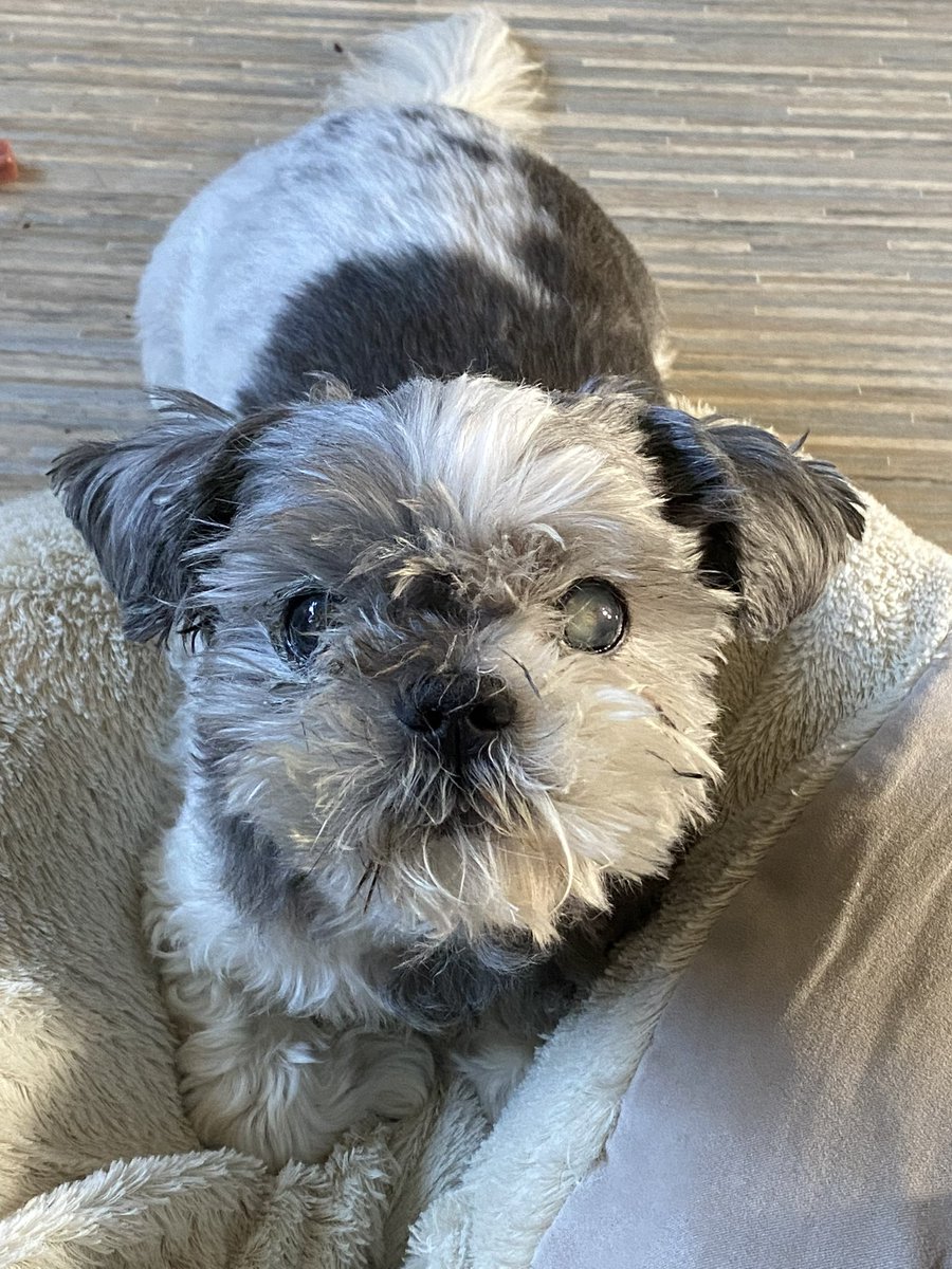 🍉✨Fihella✨🍉 tweet media