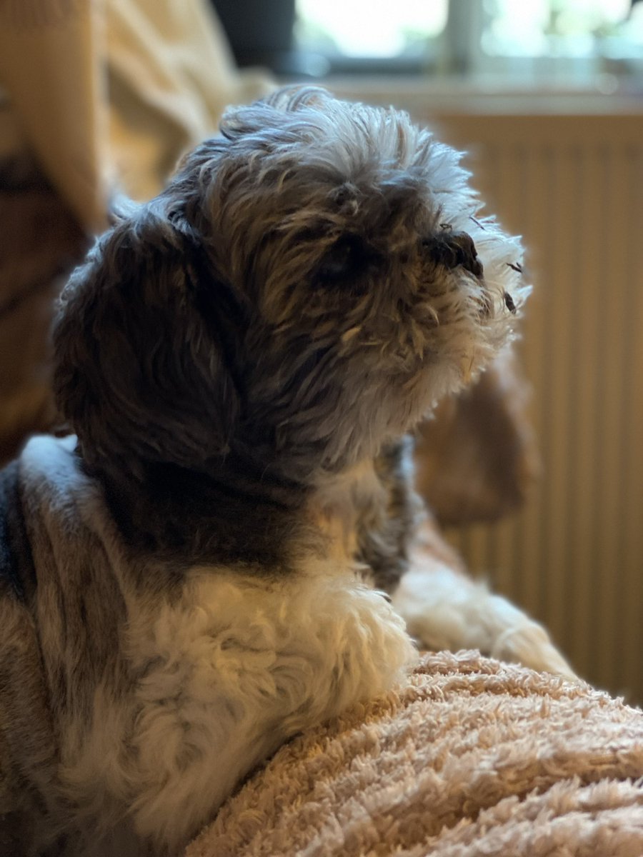 🍉✨Fihella✨🍉 tweet media