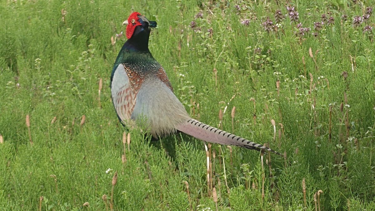 研究所の裏を縄張りにして居る子が昨日、春を告げに来てくれたので。