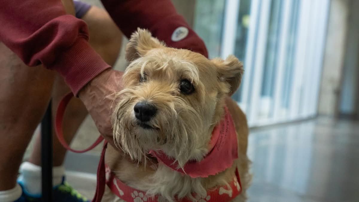 Chivo Pets tweet media