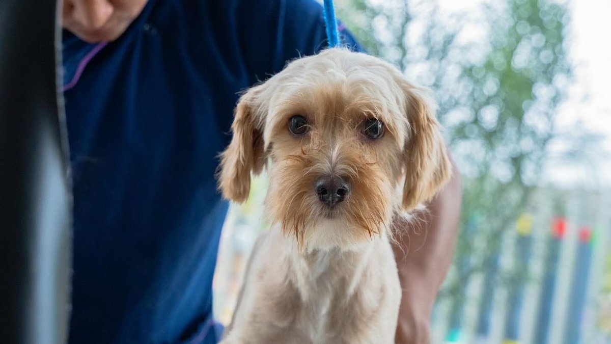 Chivo Pets tweet media