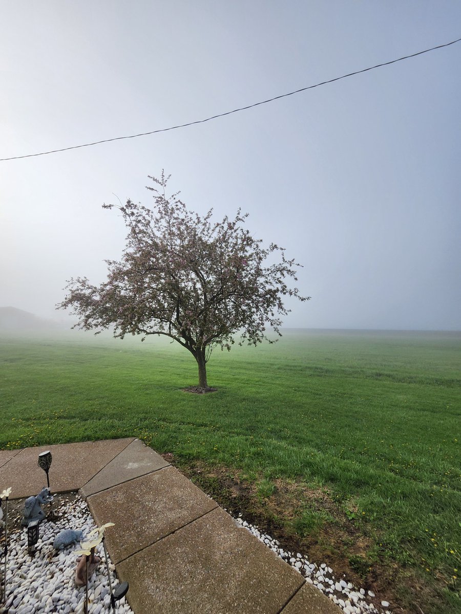 CV_81's tweet image. Tree and fog

#photohour #weather #photography