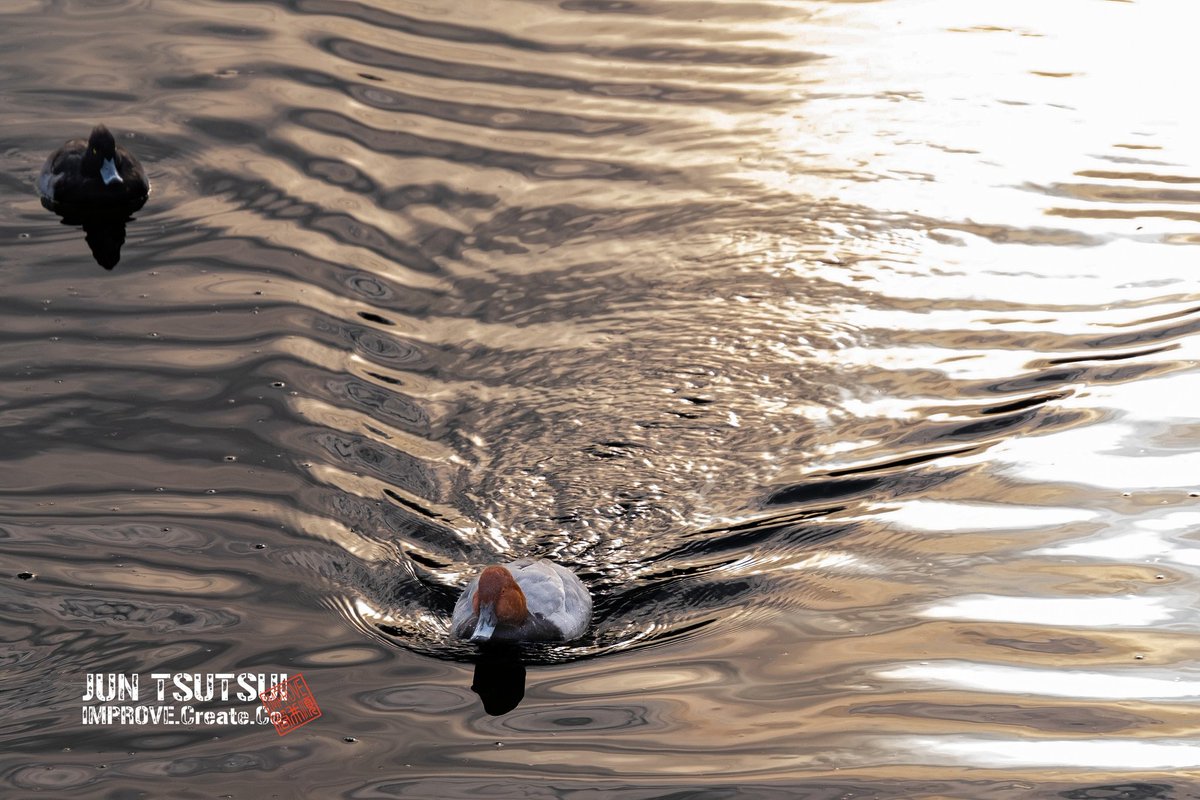 junjun_imp's tweet image. お気に入りの過去Pic
ホシハジロ

#camera #ホシハジロ #野鳥 #鳥 #カモ