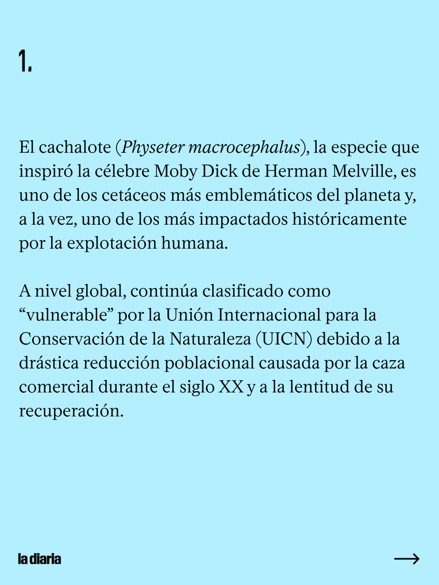 ladiaria's tweet photo. El cachalote, el enorme cetáceo que inspiró a Moby Dick, no solo está catalogado como “vulnerable” a nivel global, sino que además depende casi por completo del sonido para sobrevivir: se orienta, se alimenta a más de 1.000 metros de profundidad y mantiene sus vínculos sociales gracias a clics y señales acústicas de altísima potencia. En el Atlántico sur, incluyendo el mar territorial uruguayo, la especie es considerada relativamente común, pero sigue siendo poco conocida en términos de abundancia, movimientos y uso del hábitat.

https://t.co/nxvybcjEiR

#Cachalote #FaunaMarina #Biodiversidad #ProspecciónSísmica #Hidrocarburos #MarUruguayo #AtlánticoSur #Conservación #RuidoSubmarino #Cetáceos #Uruguay