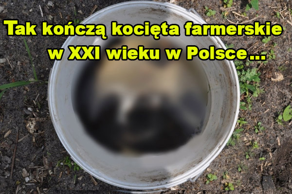 olga1237542's tweet image. a tak kończa kocieta zaczipowanej kotki farmerskiej @czerniak_jacek