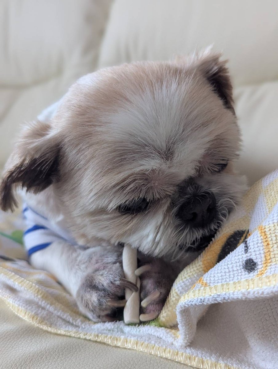 たんち朗 tweet media