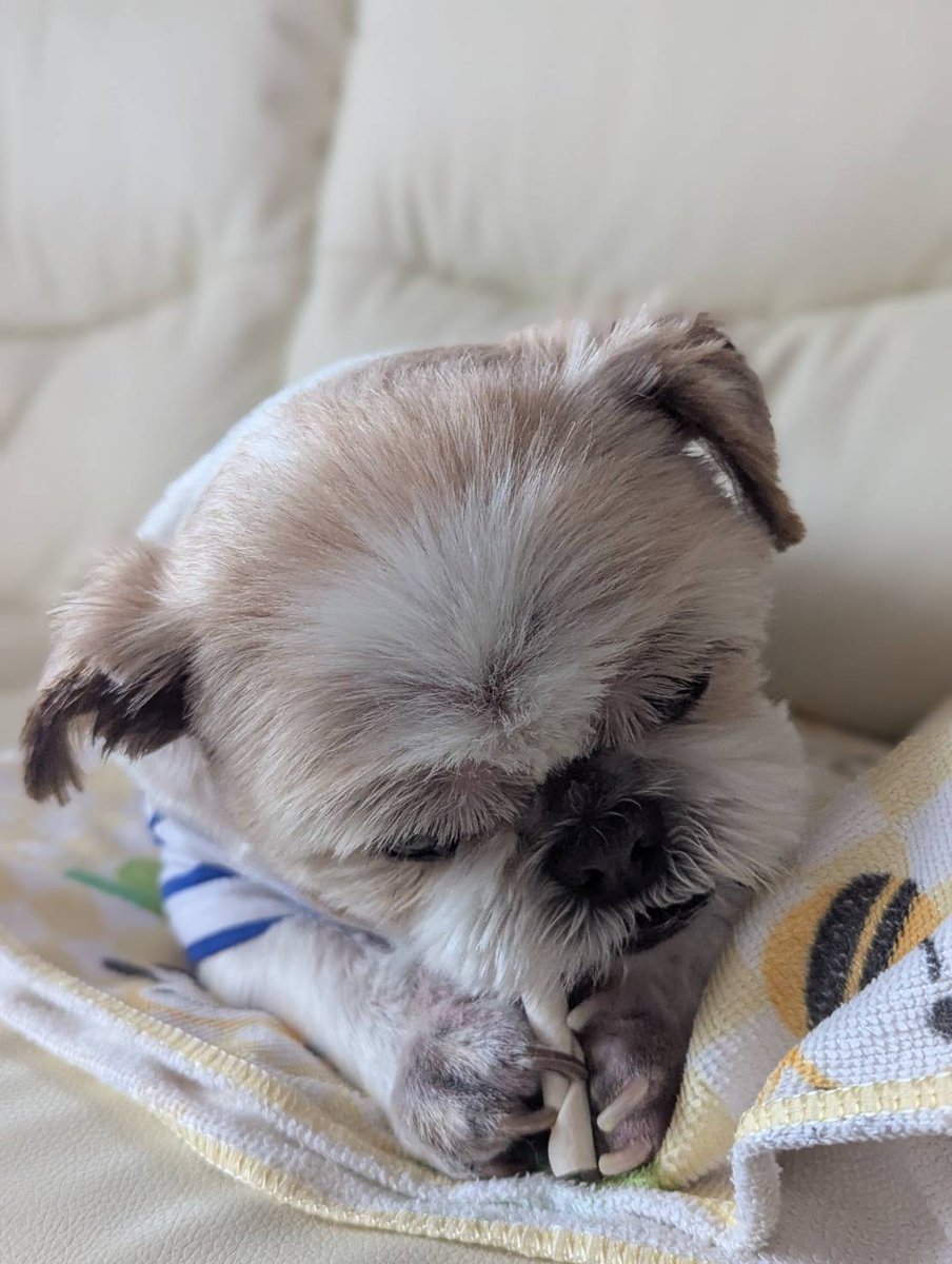 たんち朗 tweet media