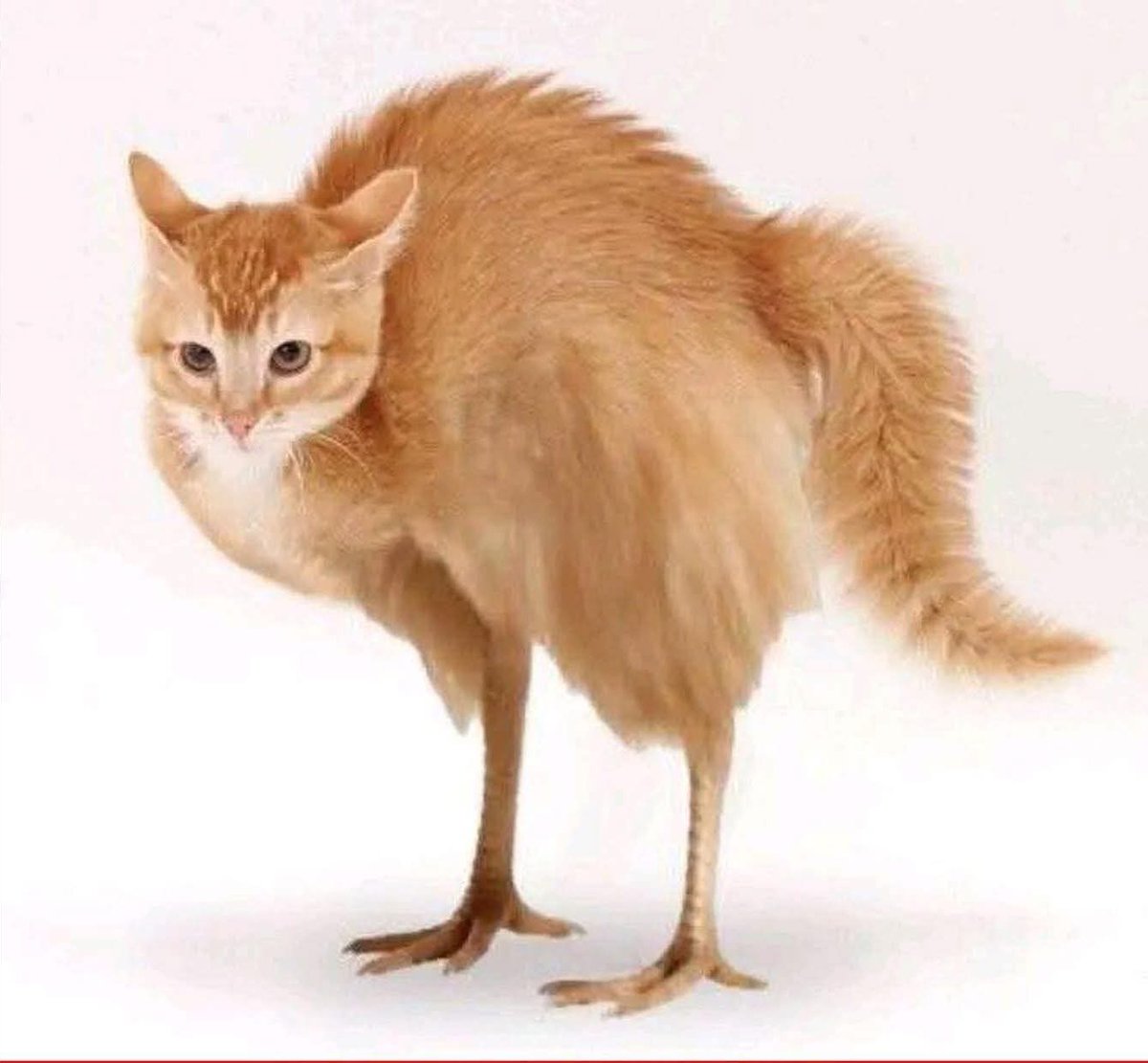 Daily Cat Posting tweet media