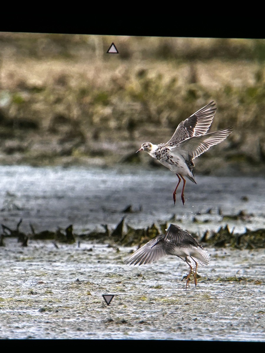rbabox's tweet image. A Ruff has just been confirmed in Greene County, Indiana (CODE 3) ebird.org/checklist/S323… Photo: Jeremiah Oden #ABARare #birding