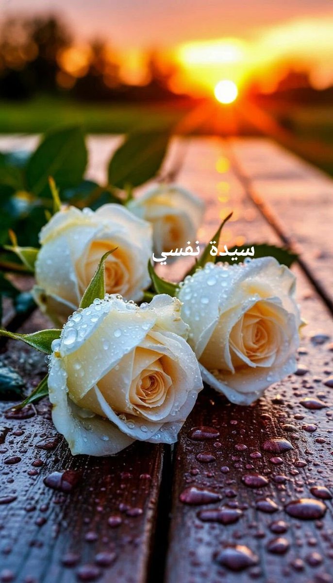 سيدة نفسي tweet media