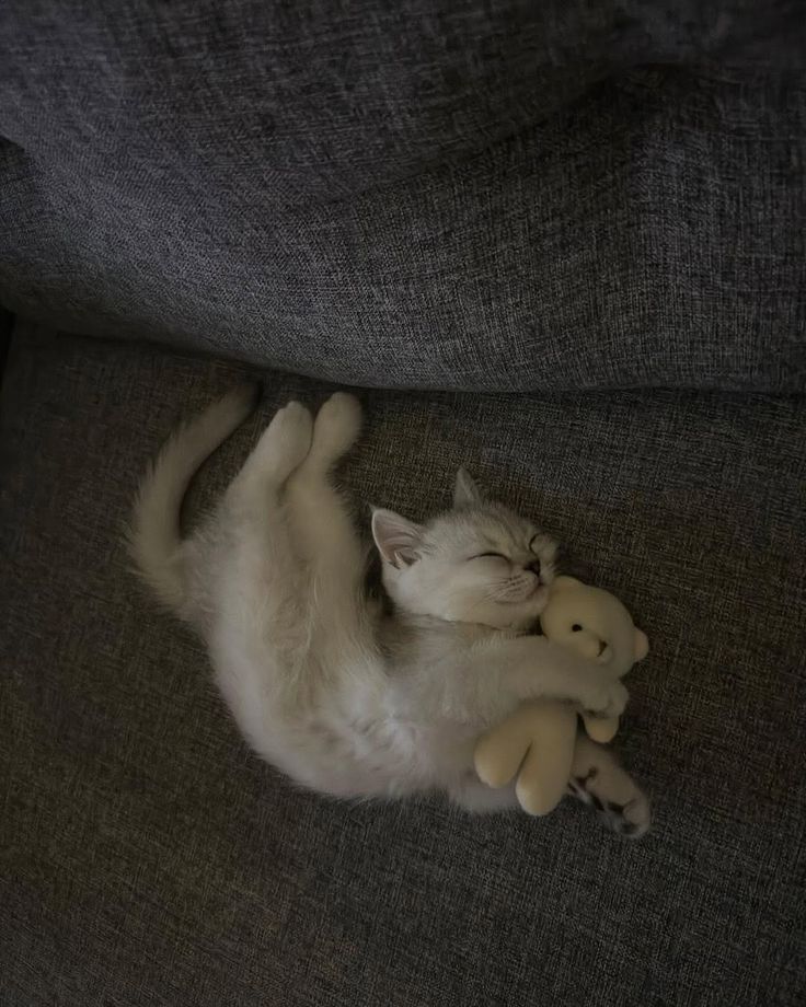 The Pets 𝕏 tweet media