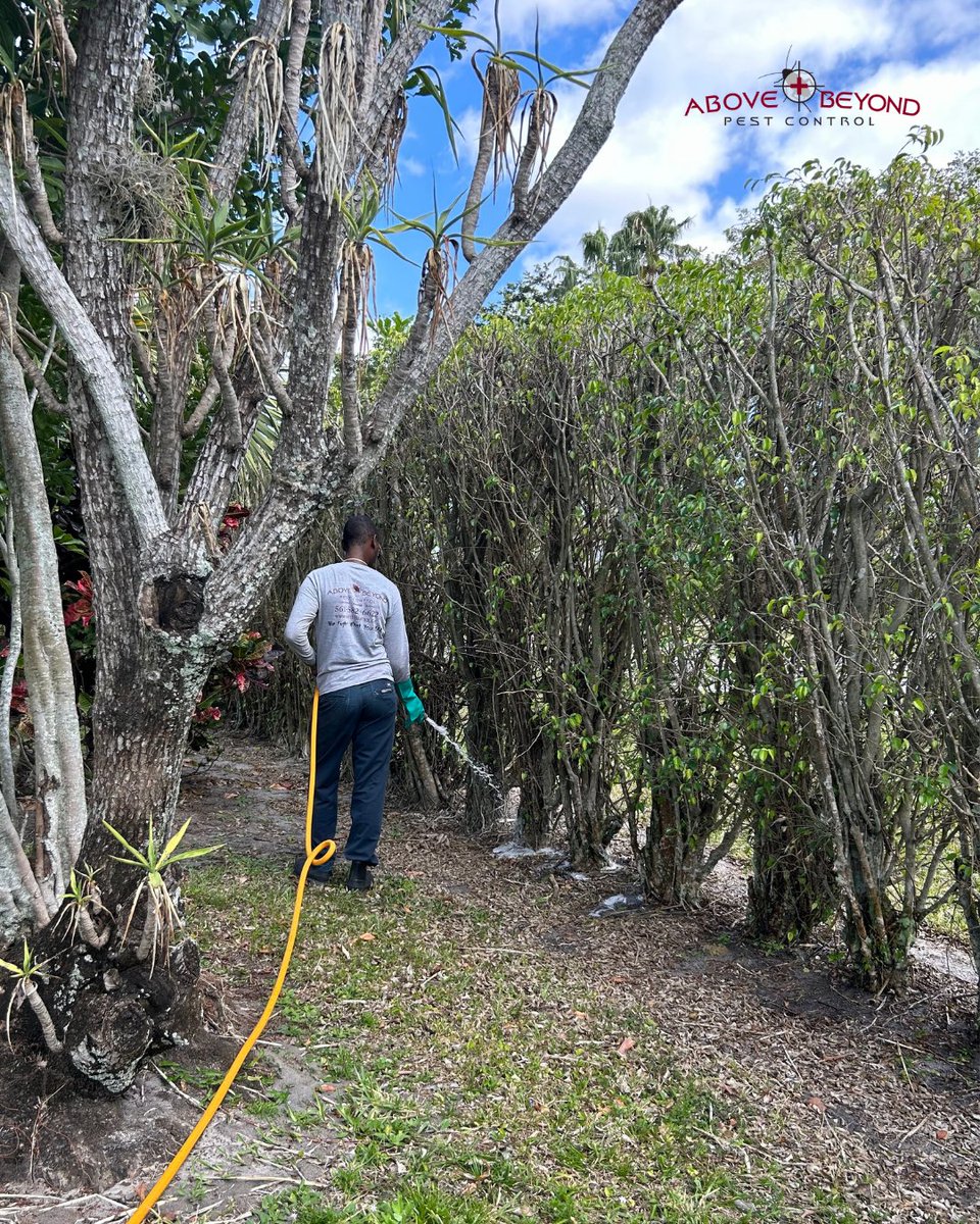 abpestcontrol's tweet image. Rid your bushes from whiteflies with our pest services! Help keep your garden lush and thriving for the upcoming seasons. 

🐜Book with us at: abpestcontrol.com🐜

#aboveandbeyond #pestcontrol #pests #insects #ants #fumigation #whiteflies #garden #lawn #fl #southernflorida